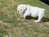 Trained English Bulldog Puppy - 12wk