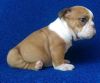 Gfhfgh English Bulldog Puppies For Sale