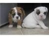 Akc English Bulldog Puppies For Adoption