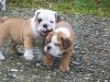 Awesome English Bulldog Puppies.