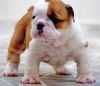 English Bulldog Puppy For Sale (xxx) xxx-xxx8