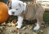 ####english Bulldog Puppies For Sale