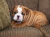 Adorable English Bulldog Puppies For Adoption