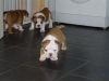 12 weeks beautiful puppies, text now