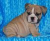 KC Registered English Bulldogs for sale