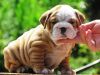 Beautiful British Bulldog Puppies