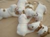 12 weeks old English bulldog puppies available
