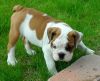 Akc Registered English Bulldog Puppies