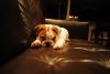 Male Country Talk Bulldog Puppy For Adoption