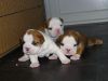 Three Friendly English Bulldog Puppies Available