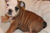 ydjfhg English Bulldog for sale