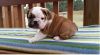 sweet english bulldog puppies for adoption