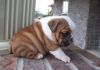 adorable english bulldog puppy for adoption