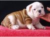 English Bulldog Puppies For Re-homing