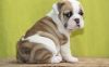 Adorable Chunky 	english Bulldog Puppies