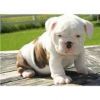 English Bulldog Puppies Available Now To Go Today