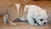 Tricky English Bulldog puppies available