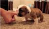 stunning chunky English bulldog pups for adoption