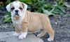 Two English Bulldog Puppies For Free Home