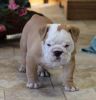 Registered English Bulldog Puppies For Free