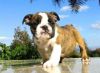 Adorable and lovely english bulldog puppies