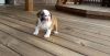 adorable english bulldog puppy for rehoming