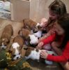 cute bulldog puppies for rehoming