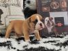 Beautiful English Bulldog puppies with papers