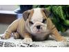 Gorgeous English Bulldog Puppies Akc Registered