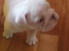 Male and Female English bulldog puppies for sale
