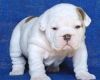 English Bulldog Puppies Available For Sale