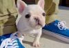 Admirable French Bulldog puppies for adoption