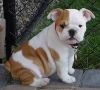 AdorableEnglish Bulldog Puppy