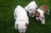 Akc Registered English Bullog Puppies Available.