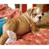 English Bulldog Puppy For Adoption xxx) xxx-xxx2