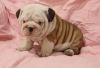 Holly female and male English Bulldog puppies