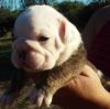 Potty Trained English Bulldog Pups. Adopt Now.