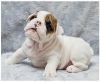 Pure English Bulldog Puppies for your homes