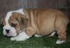 Texas Akc Reg English Bulldog Puppies For Sale