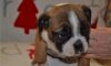 English Bulldog Puppies for Sale -