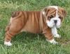 English Bulldog Puppes for sale