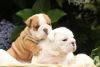 Super Adorable English Bulldog Puppies