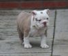 Stud stunning English bulldog pup available