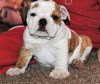 Teddy English Bulldog puppies for sale