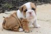 Bulldogs Now Ready For New Family