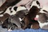 Kc English Bulldog Puppies Ready To Reserve Now