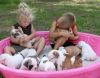 Adorable English Bulldog puppies for re-homing