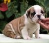Cute English Bulldog Puppies (xxx)xxx_xxxx