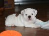 Adorable Male And Female English Bulldog Puppies.
