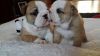 lovely pair of English bulldog puppies available